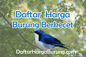 Harga Burung Berkecet