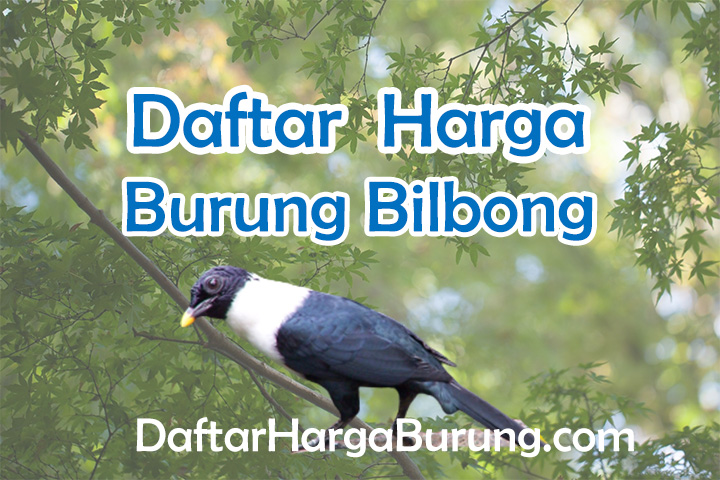 Harga Burung Bilbong