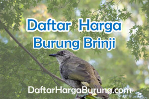 Harga Burung Brinji