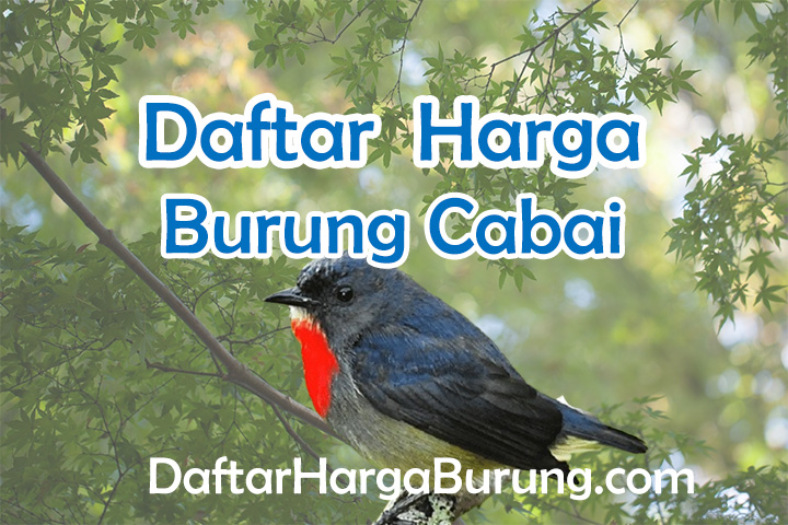 Harga Burung Cabai