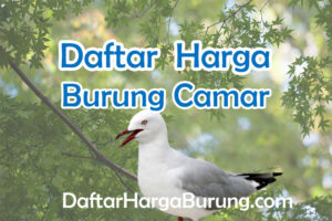 Harga Burung Camar