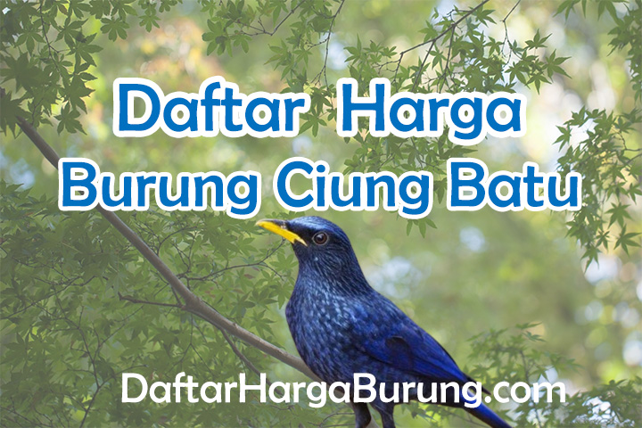 Harga Burung Ciung Batu