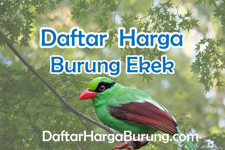 Harga Burung Ekek