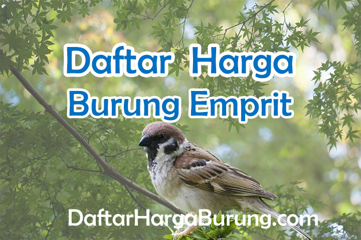 Harga Burung Emprit