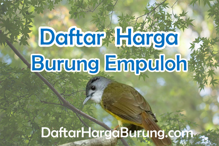 Harga Burung Empuloh