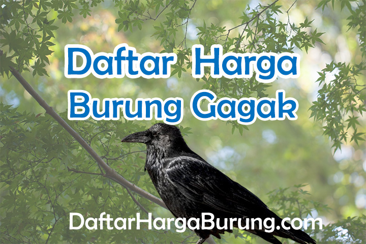 Harga Burung Gagak