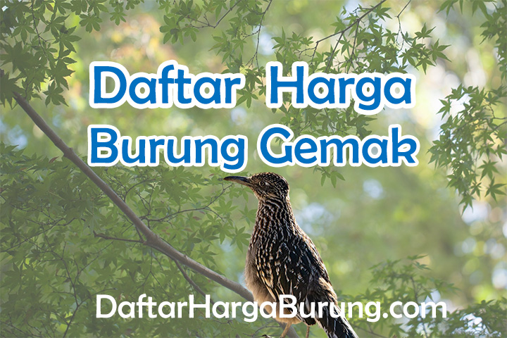 Harga Burung Gemak