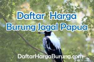 Harga Burung Jagal Papua