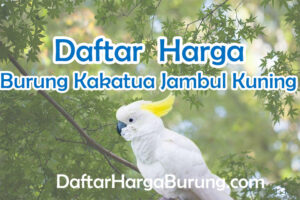 Harga Burung Kakatua Jambul Kuning