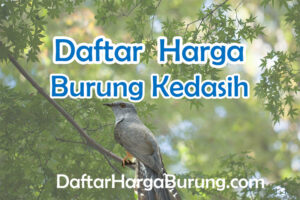 Harga Burung Kedasih