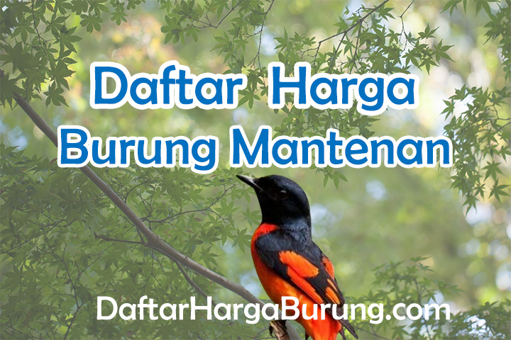 Harga Burung Mantenan