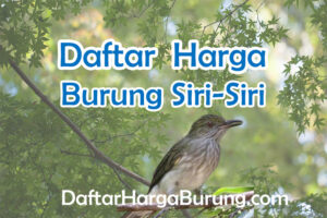 Harga Burung Siri Siri