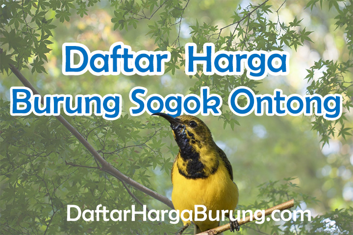 Harga Burung Sogok Ontong