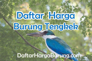 Harga Burung Tengkek