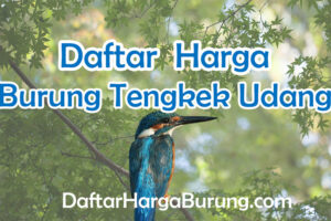 Harga Burung Tengkek Udang