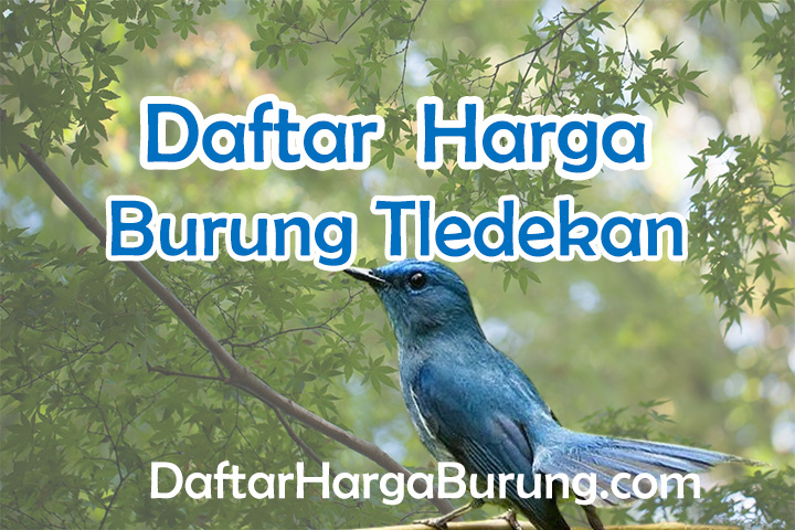 Harga Burung Tledekan