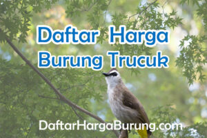 Harga Burung Trucuk